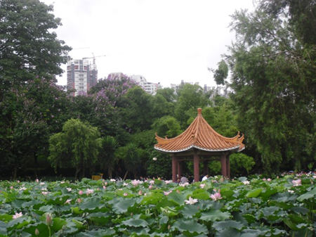 深圳免費(fèi)旅游景點(diǎn)大全之洪湖公園圖片