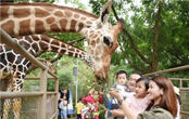 五折特惠 深圳野生動物園終于降價了