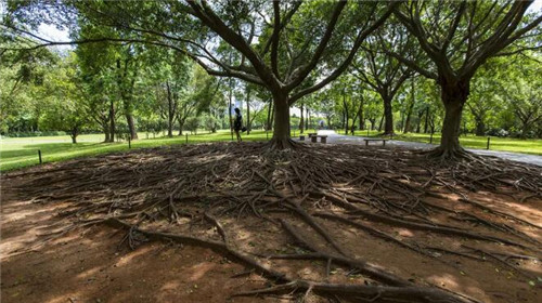 深圳免費的公園那么多，你去全了嗎？