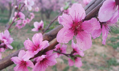 2018年桃花運(yùn)風(fēng)水布局 如何招桃花