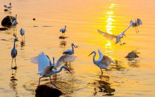 福田紅樹林觀鳥排期表  報名觀鳥攻略介紹