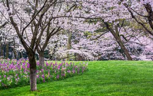 2019深圳春節(jié)哪里賞花好 這幾個(gè)地方賞花最佳