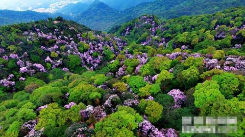 2019梧桐山毛棉杜鵑花會(huì)已開(kāi)幕 免費(fèi)提供導(dǎo)賞服務(wù)