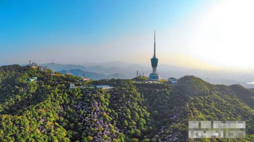 2019梧桐山毛棉杜鵑花會(huì)已開(kāi)幕 免費(fèi)提供導(dǎo)賞服務(wù)