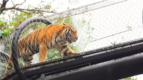 錯過等明年！99.9元瘋搶深圳野生動物園全天門票