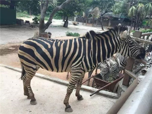 錯過等明年！99.9元瘋搶深圳野生動物園全天門票