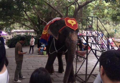 2019深圳野生動(dòng)物園有什么動(dòng)物 附最佳游覽路線