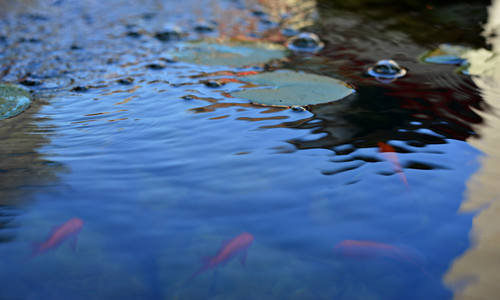 別墅魚池如何布局風(fēng)水好 別墅魚池風(fēng)水禁忌