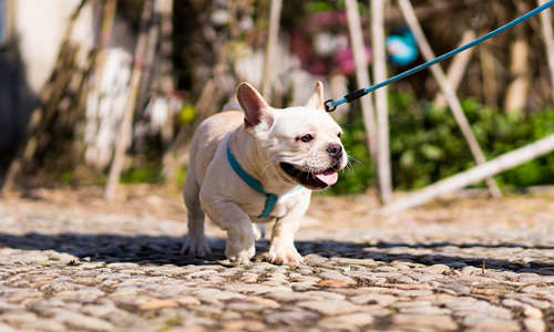 深圳市民掃碼可辦犬證 無證養(yǎng)犬罰款2000