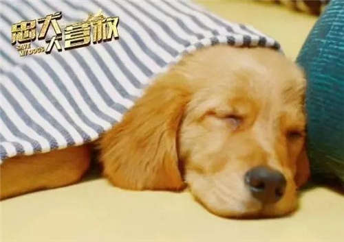 忠犬大營救好看嗎 忠犬大營救劇情介紹