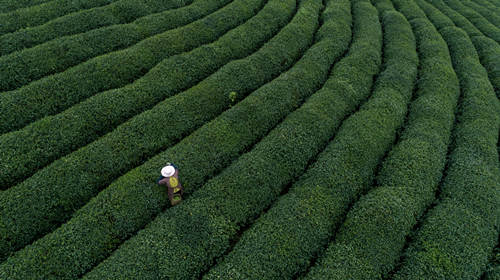 中國十大名茶排名 中國十大名茶有哪些