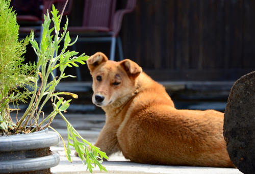 中華田園犬或?qū)⒁瞥觥渡钲谑薪B(yǎng)烈性犬名單》