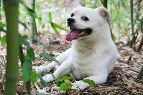 中華田園犬或?qū)⒁瞥觥渡钲谑薪B(yǎng)烈性犬名單》