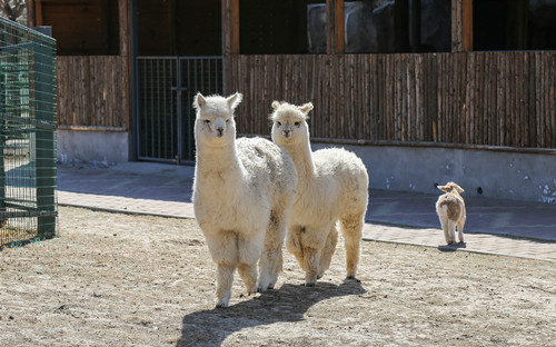 哈爾濱動(dòng)物園門票價(jià)格及開放時(shí)間介紹