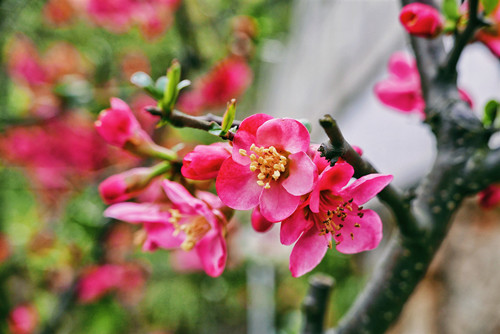 廣州十一月賞花的公園 這幾個(gè)不容錯(cuò)過