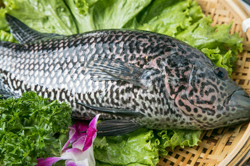 石斑魚是海水魚還是淡水魚 石斑魚的營(yíng)養(yǎng)和功效