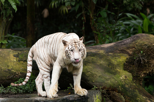 新加坡動(dòng)物園攻略 新加坡動(dòng)物園門票