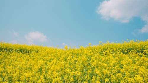 四川去哪里看油菜花 7個(gè)最佳賞油菜花景點(diǎn)