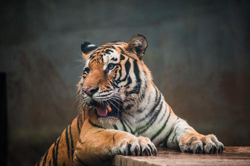 做夢(mèng)夢(mèng)到動(dòng)物園什么意思