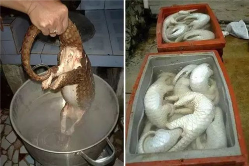 深圳可食用的動物有哪些 深圳可食用動物名錄