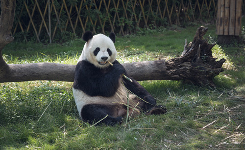 深圳動物園門票價格、開放時間相關(guān)介紹