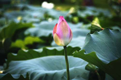 洪湖公園怎么去 洪湖公園游玩攻略