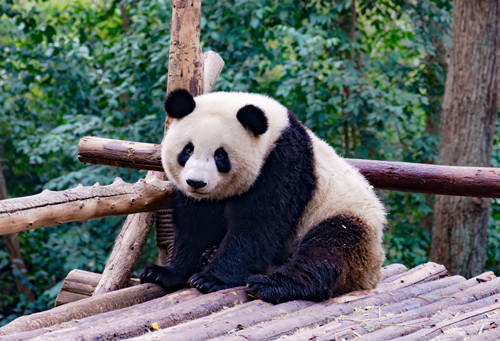 深圳野生動物園在哪里、怎么去 地址及交通