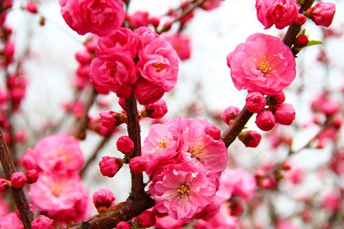 深圳哪里有桃花看 深圳看桃花好去處