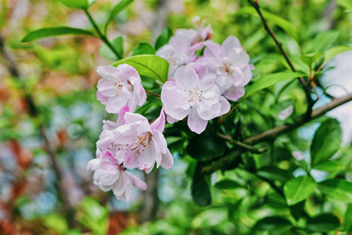 深圳十一月賞花的地方 深圳十一月賞花公園