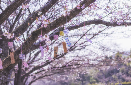 春節(jié)南山賞花地點匯總