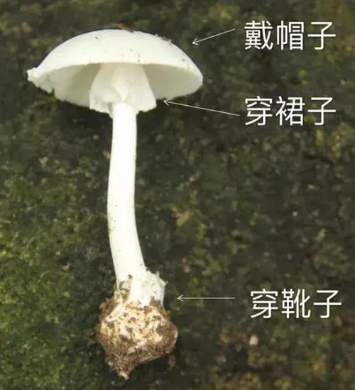 劇毒蘑菇“鵝膏”重現(xiàn)梧桐山 0.1毫克可致死