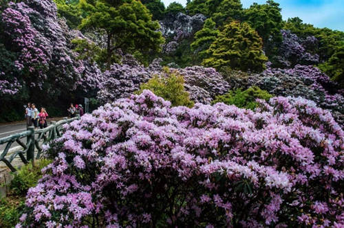 來梧桐山拍毛棉杜鵑瓜分10萬元現(xiàn)金