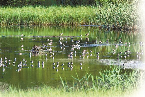 深圳華僑城國家濕地公園掛牌