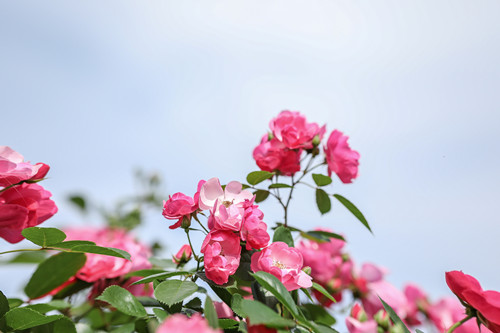 2021年5月深圳哪里有月季花(附月季花觀賞地點)