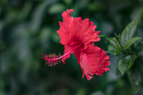 2021年5月深圳哪里有朱槿花(附朱槿花觀賞地點)