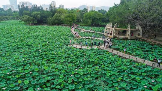 2021深圳洪湖公園荷花展6月中旬開(kāi)幕