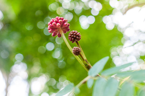 深圳1月賞花攻略 深圳1月哪里可以賞花（源于攝圖網(wǎng)）