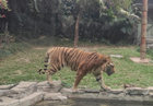 深圳動物園可以帶食物進去嗎