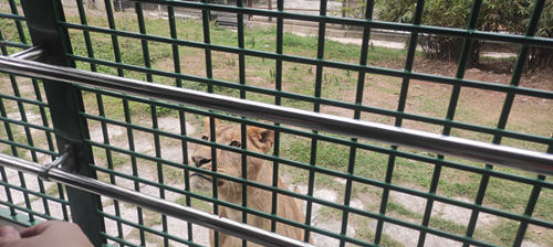 深圳動物園可以帶食物進(jìn)去嗎