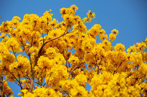 深圳3月哪里能賞花 深圳3月賞花攻略