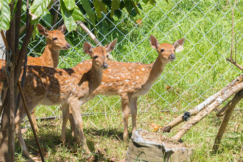 深圳動(dòng)物園開放了嗎 深圳動(dòng)物園開放時(shí)間