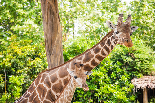 2022年五一深圳野生動物園開放嗎