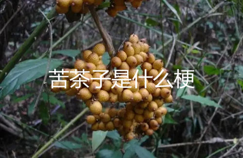 苦茶子是什么梗 苦茶子梗出自哪里