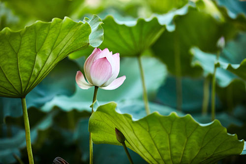 深圳六月有哪些公園能賞花 賞花打卡點推薦