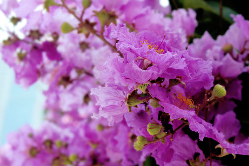 深圳六月有哪些公園能賞花 賞花打卡點推薦