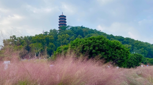 光明區(qū)可以搭帳篷露營的地方 野外露營推薦