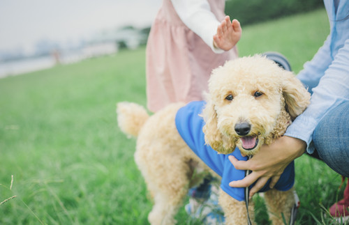 深圳犬只能不能進入公園