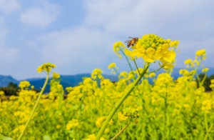 2023年深圳元宵節(jié)哪里可以觀(guān)賞油菜花