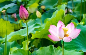 深圳洪湖公園荷花幾月份開