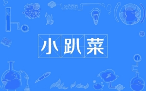 網(wǎng)絡(luò)用語小趴菜是什么梗